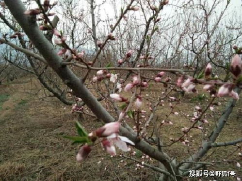 家里养干枝桃花风水好吗,家里放干桃树枝子好吗