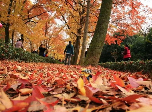 哈尔滨赏枫必去地点：