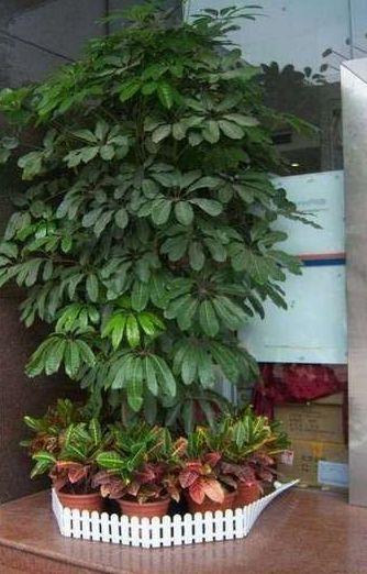 绿植——生命之象，让你心情舒畅