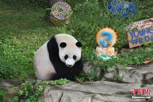 大熊猫的可爱暴击