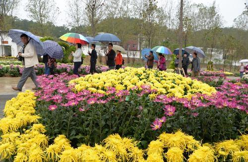 菊花山风景区：菊花在哪里？