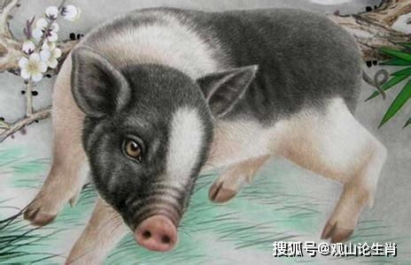 一、生肖猪：猪的命运写在肥肉里