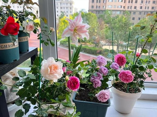 家里养那种花吉利,家里养那种花吉利