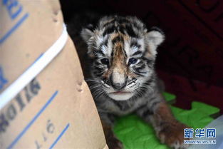 2026年出生属虎的宝宝可以起名杰吗？