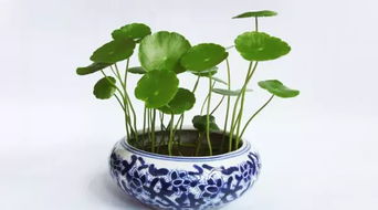 铜钱草：不养它你就亏大了