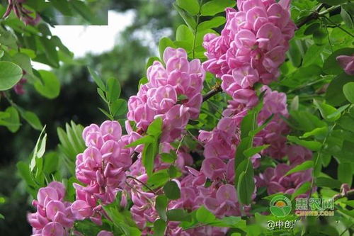 能驱散霉运