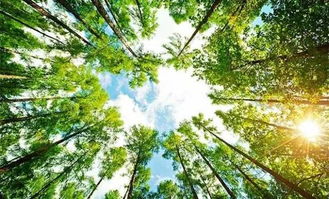 第一章：生肖乱炖与植物的冤孽