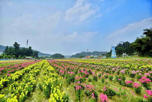 一、 花海探秘：春日后溪，花事未了