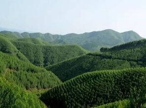 梦到山里的风水物品,梦到山里的风水物品