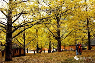 啊！桂林的秋天又来了，金黄银杏闪瞎眼！