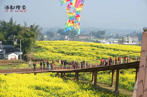 #2 油菜金浪——昭苏草原上的黄金铺陈🌾💛