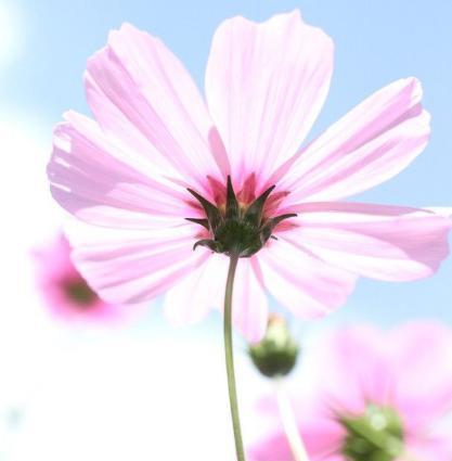 二、爱情运势：浪漫桃花朵朵开
