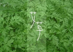 艾叶传统与现代融合，爆款民俗新风尚