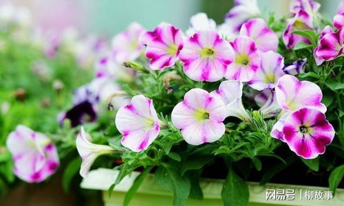 水瓶女×金牛男：外星人遇见老黄牛