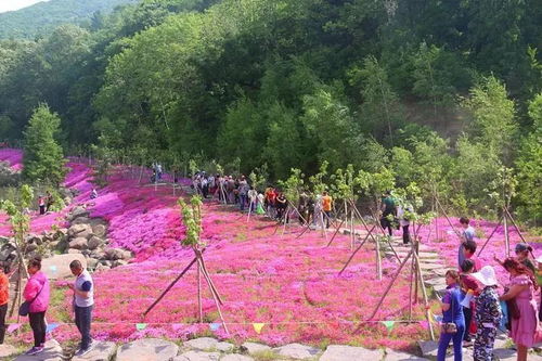 平顶山赏花攻略来啦!请收藏