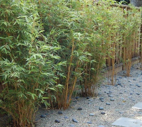 适合室内养殖的竹子有哪些,适合室内养殖的竹子