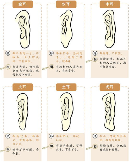 粉红耳朵：聪慧与勤奋的象征