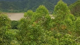 风水中的木局是什么意思,风水木局是什么意思