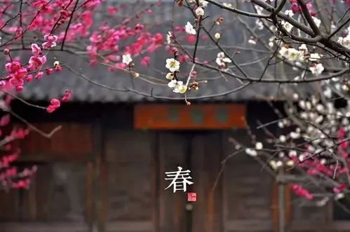 一、 春意盎然的校园，探寻历史的痕迹，或者说是寻找一种感觉