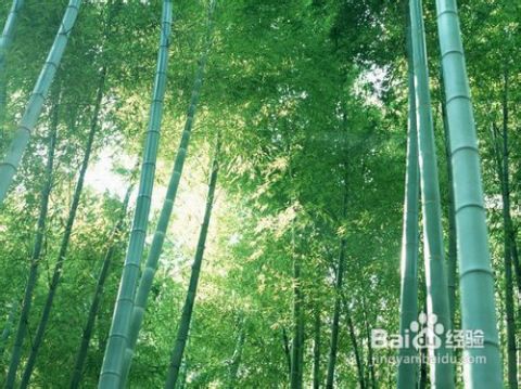 三、 巩义竹林镇——竹子更多到能够开茶会