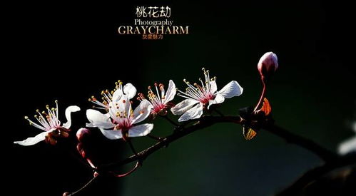 2026年哪个生肖容易遭遇桃花劫？桃花运势排名生肖是什么？