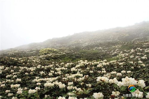 苍山风水大师,苍山风水项目招标
