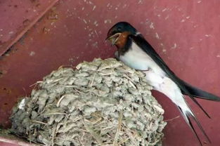 那东西夏夜，  细小燕子飞过阴森宅