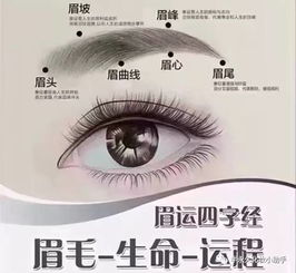 八字眉如何影响人生运势？十二种眉型运势详解？