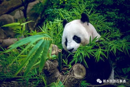 四、 怎样预订，轻巧松享受周末熊猫时光？傻瓜式教程在此！