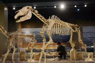 1. 一号展览馆：菊化石与早期爬行类