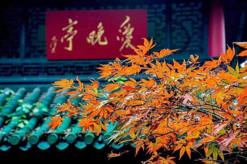 奇遇：夜游岳麓， 遇见不一样的风景