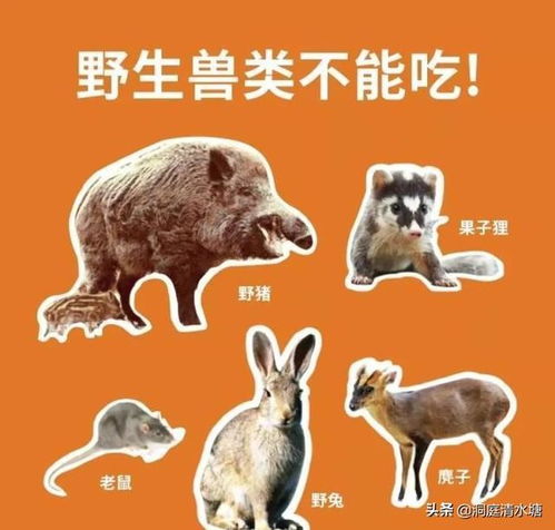 英才盖世是什么生肖？猜测是哪种生肖动物呢？
