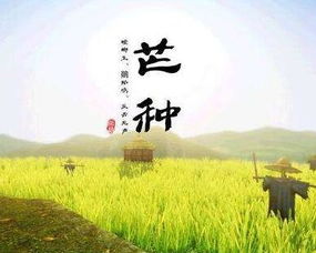 芒种习俗盘点：传统节日风俗大揭秘