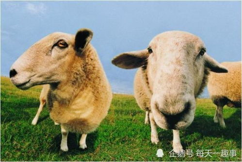 2026年属羊下半年感情运势如何？
