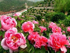 必须去的牡丹圣地！不去不是中国人！