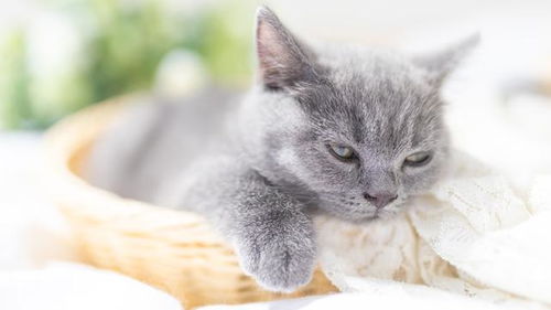 养猫禁忌和风水关系,养猫禁忌和风水关系