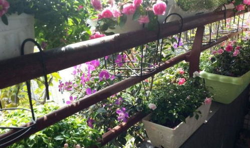 家庭养花风水,家庭养花风水