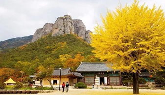 香山算个球！北京秋天真正的绝色藏在犄角旮旯