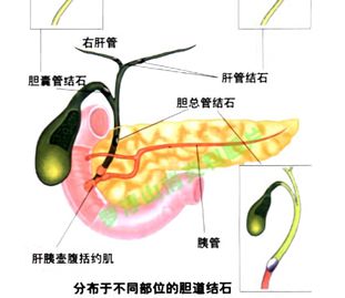 肝胆喜欢什么环境,肝胆喜欢什么环境