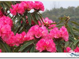 百里杜鹃：花期门票涨幅惊魂记