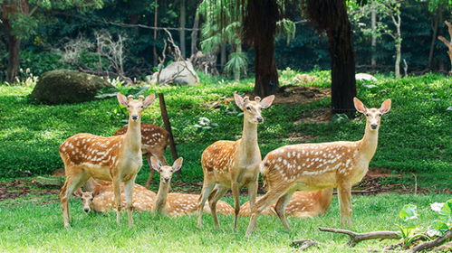 一、 周末，让我们逃离喧嚣，邂逅长隆 (以及我那糟糕的计划)