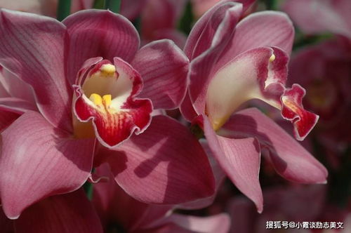 2023年大雪期间桃花运炸裂的星座名单！