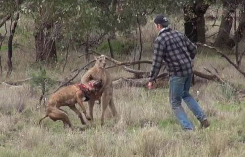 仪式准备：混乱中的细节堆砌