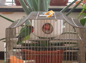 鸟笼摆放的玄学