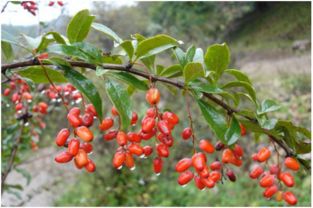 茱萸登高：重阳节爆款，传统习俗新风尚