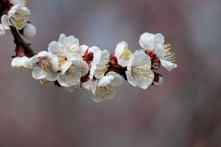生肖与风水：根据生肖选择植物，提升桃花运