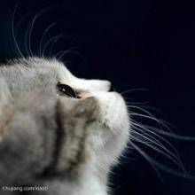 一、  夜半猫鸣与五行之乱