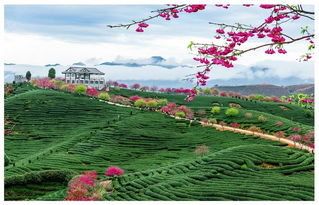 油菜花的海洋？！