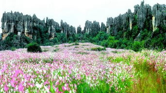 2. 石林风景区：大自然的鬼斧神工