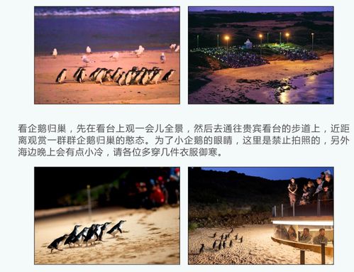 企鹅岛？童话里都是骗人的！76兰特门票让我看清了真相